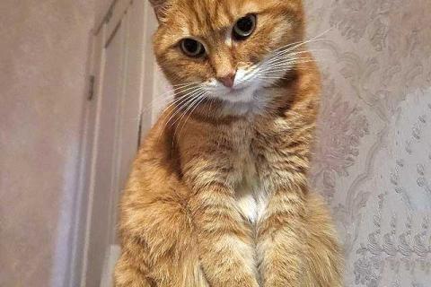 В дар кошку. Воспитанная интеллигентная рыжая кошечка Алиса ищет дом. Фото1