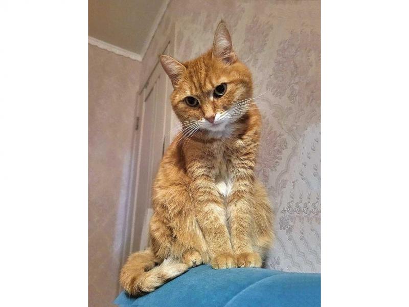 В дар кошку