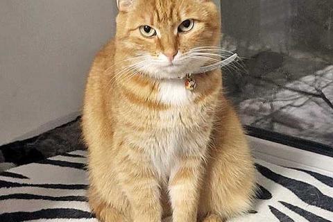 В дар кошку. Воспитанная интеллигентная рыжая кошечка Алиса ищет дом. Фото3
