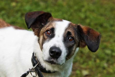 В дар собаку. Спокойный и ласковый белый пёс Арчи в дар. Фото3