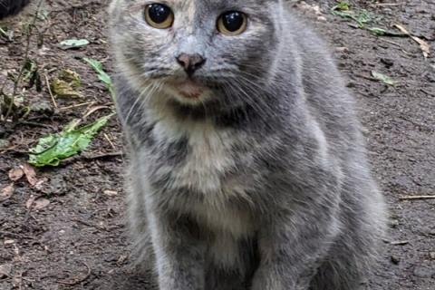 В дар кошку. Трехцветная кошечка погибает на улице. Фото1