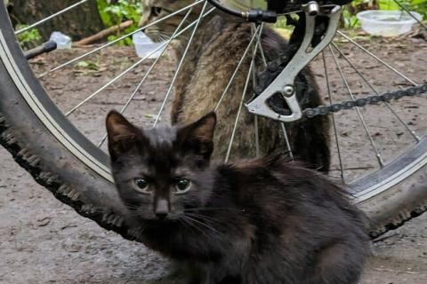 В дар кошку. Выбросили черного котёнка! На улице погибнет. Фото4