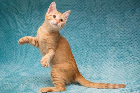 В дар кошку. Котёнок Марчелло - рыжее солнышко в добрые руки. Фото2