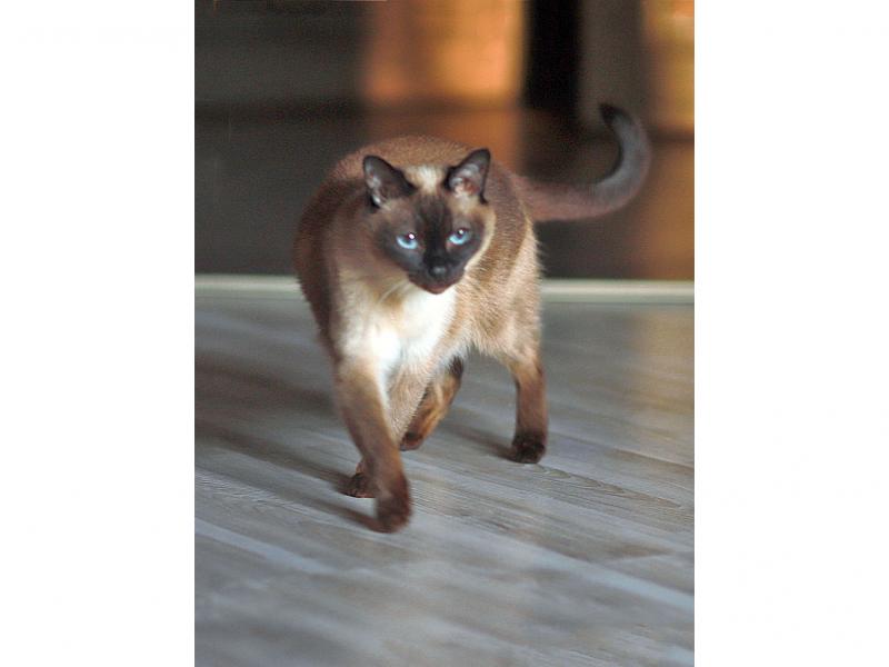 В дар кошку