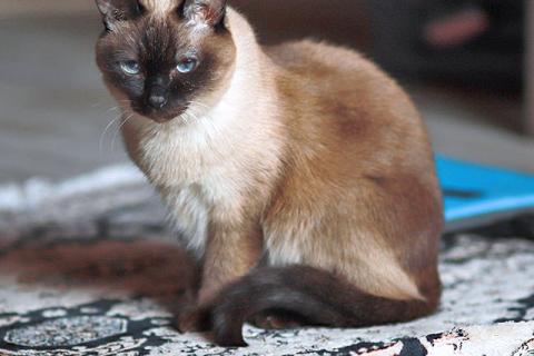 В дар кошку. Ищет дом пожилая, очень нежная тайская кошка по имени Сюся. Фото2