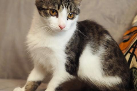 В дар кошку. Луис — котёнок-компаньон ищет дом. Фото1