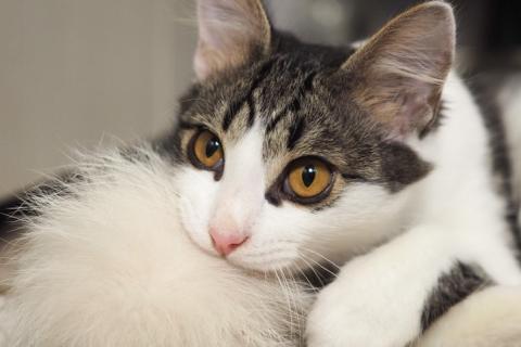 В дар кошку. Луис — котёнок-компаньон ищет дом. Фото4