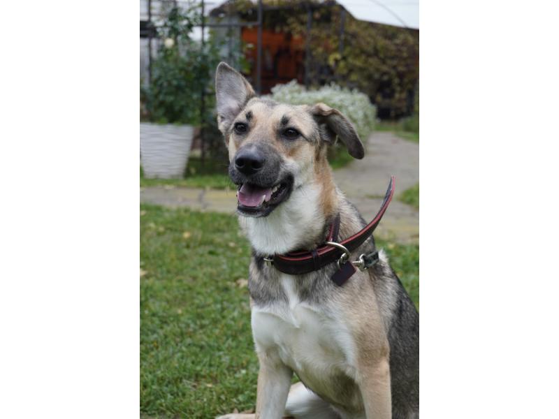 В дар собаку