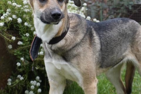 В дар собаку. Ласковая собачка Ласка в добрые руки. Фото2