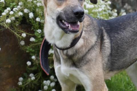 В дар собаку. Ласковая собачка Ласка в добрые руки. Фото3