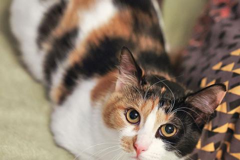 В дар кошку. Очаровательная трёхцветка Лора в поиске дома. Фото3