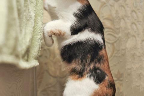 В дар кошку. Очаровательная трёхцветка Лора в поиске дома. Фото4