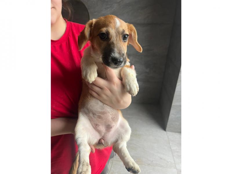 В дар собаку