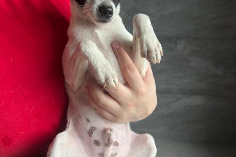 В дар собаку. Щенок той-фокстерьера Дольче в дар. Фото1