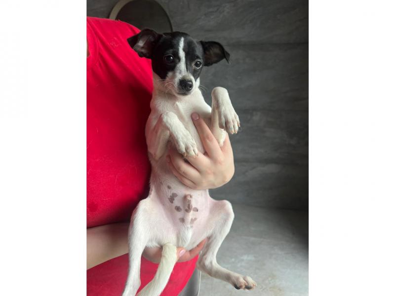 В дар собаку