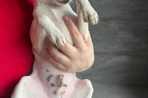 В дар собаку. Щенок той-фокстерьера Дольче в дар. Фото2