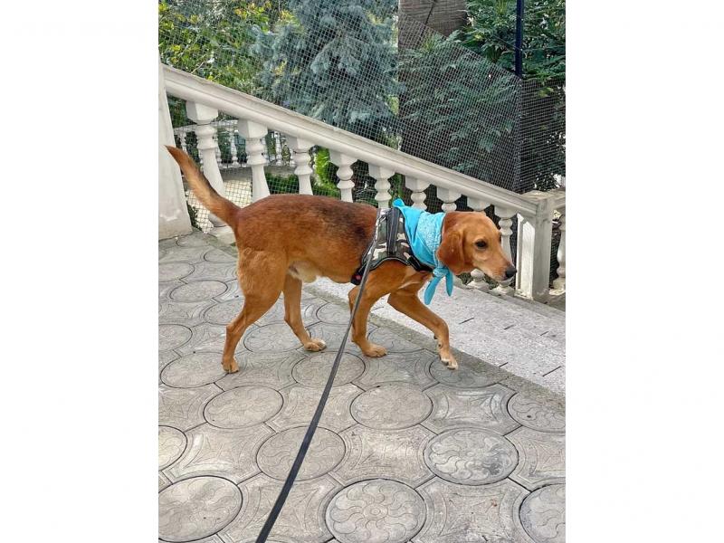 В дар собаку