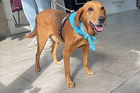 В дар собаку. Добрый, нежный песик Рыжулик, метис Русской Гончей в дар. Фото4