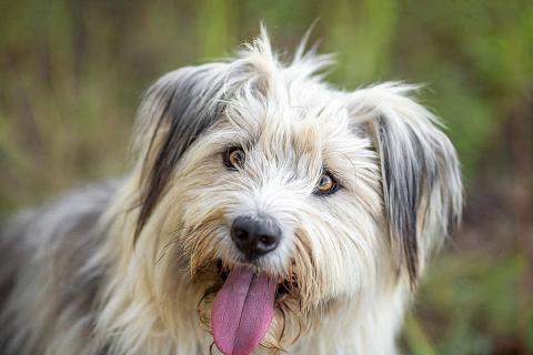 В дар собаку. Молодая некрупная собачка Груша ищет дом . Фото2