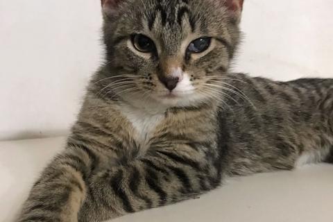 В дар кошку. Обаятельный минитигренок, котенок Ося ищет дом. Фото2