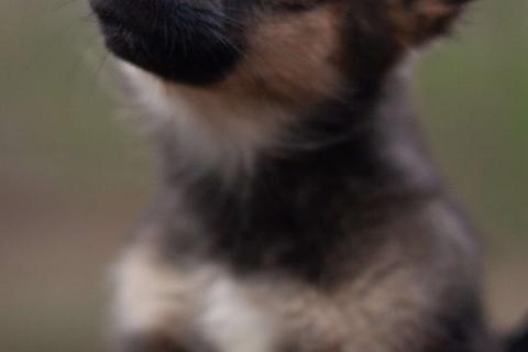 В дар собаку. Крохи-щенки — вырастут маленькими. Фото1