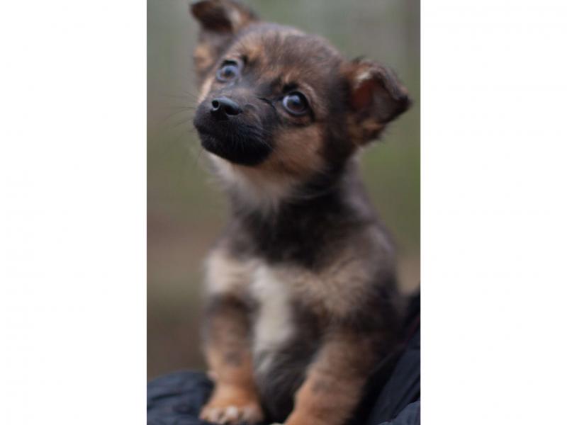 В дар собаку