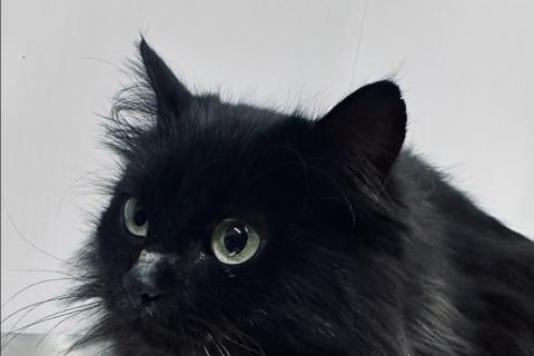 В дар кошку. Роскошная пушистая черная кошечка Черника в дар. Фото2