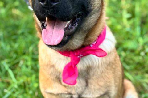 В дар собаку. Рыжая собачка-умница Джина в добрые руки. Фото1