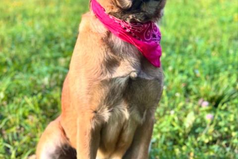 В дар собаку. Рыжая собачка-умница Джина в добрые руки. Фото4