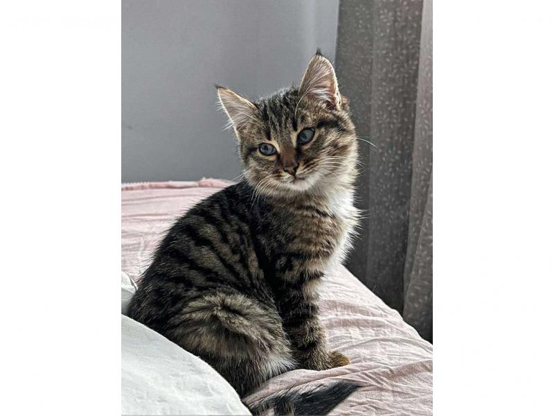 В дар кошку