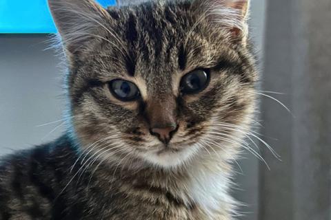 В дар кошку. Солнечный добрый котенок Васенька ищет семью. Фото2