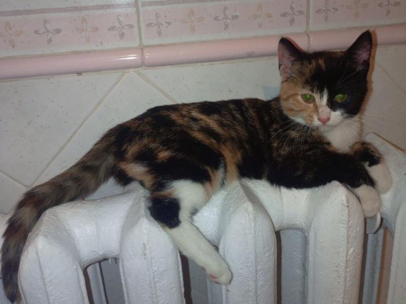 В дар кошку