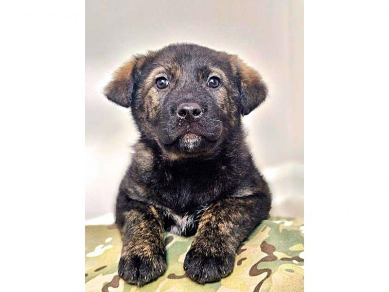 В дар собаку