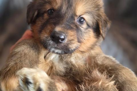 В дар собаку. Щенки от мамы-овчарки в дар. Фото2