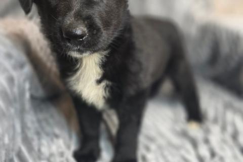 В дар собаку. Щенки от мамы-овчарки в дар. Фото3