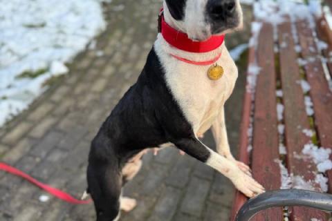 В дар собаку. Идеальная ласковая питбуль Розочка в добрые руки. Фото1