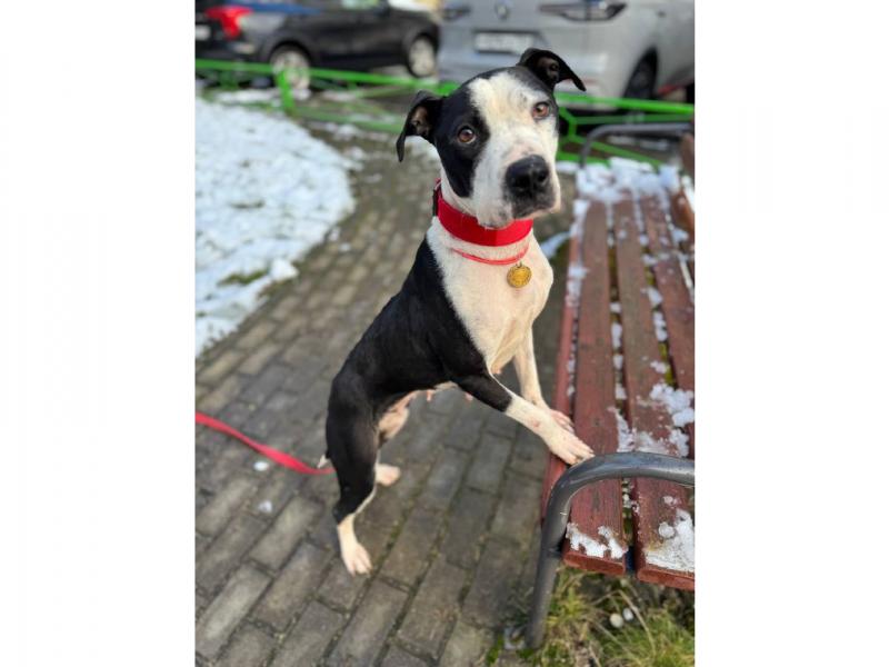 В дар собаку