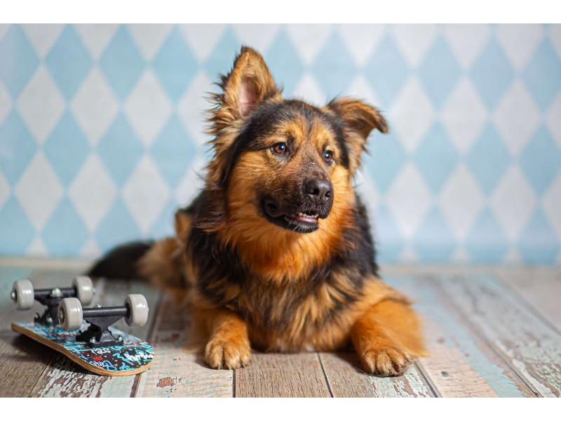 В дар собаку