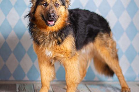 В дар собаку. Пушистый большой добряк Большой в добрые руки. Фото2