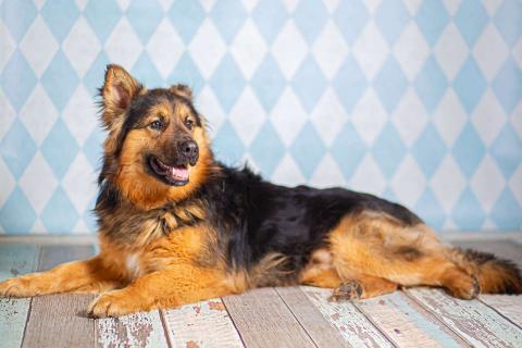 В дар собаку. Пушистый большой добряк Большой в добрые руки. Фото3