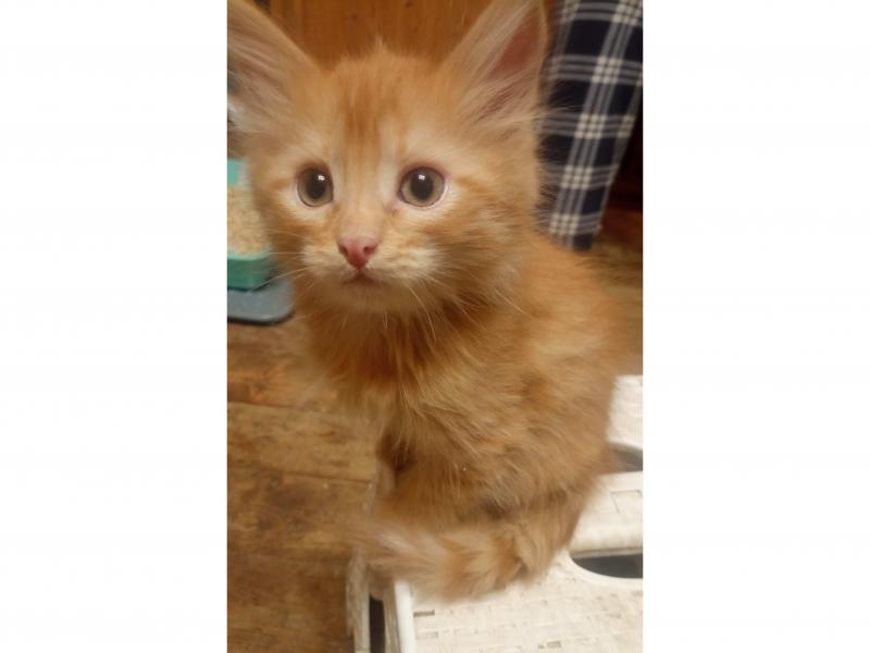 В дар кошку