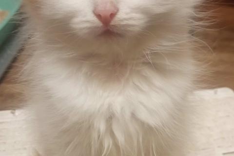 В дар кошку. Пушистые котята в добрые руки. Фото2