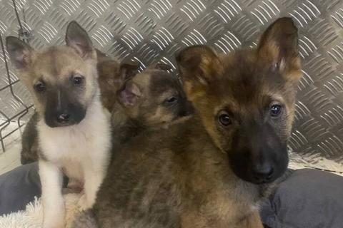 В дар собаку. 7 очаровательных щенят в дар. Фото4