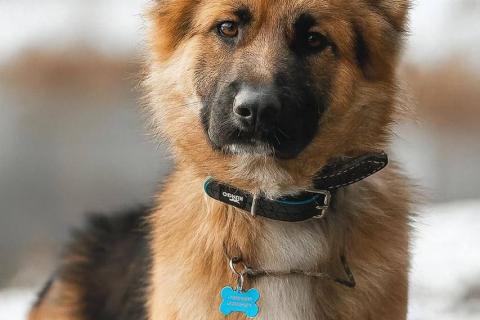 В дар собаку. Малыш ищет семью. Фото1