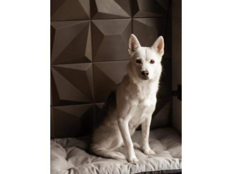 В дар собаку