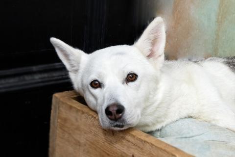 В дар собаку. Маленькая белая собачка Белка в дар. Фото2