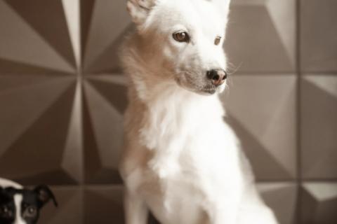 В дар собаку. Маленькая белая собачка Белка в дар. Фото3