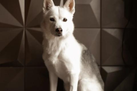 В дар собаку. Маленькая белая собачка Белка в дар. Фото4