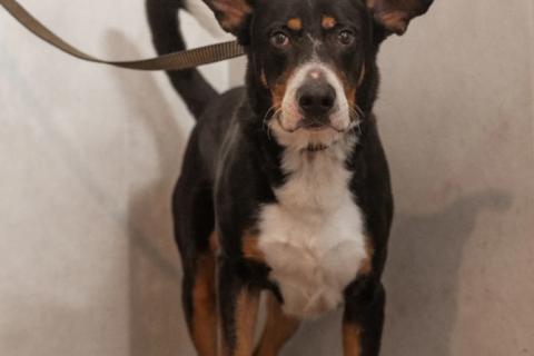 В дар собаку. Трехцветный добродушный пёс Барон ищет дом. Фото2