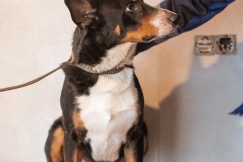 В дар собаку. Трехцветный добродушный пёс Барон ищет дом. Фото4